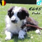 Australische Herder Dax & Duke zoeken een lieve baas, België, 15 weken tot 1 jaar, CDV (hondenziekte), Meerdere