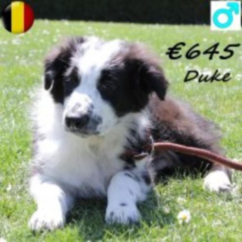 Australische Herder Dax & Duke zoeken een lieve baas, Dieren en Toebehoren, Honden | Herdershonden en Veedrijvers, Reu, Overige rassen