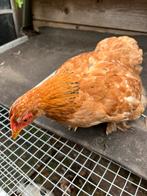 Cochin hennetje, Dieren en Toebehoren