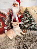 Brits korthaar, Dieren en Toebehoren, Katten en Kittens | Raskatten | Korthaar, Gechipt