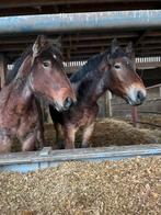 2 belgisch trekpaard hengsten te koop 2024, Dieren en Toebehoren, Paarden