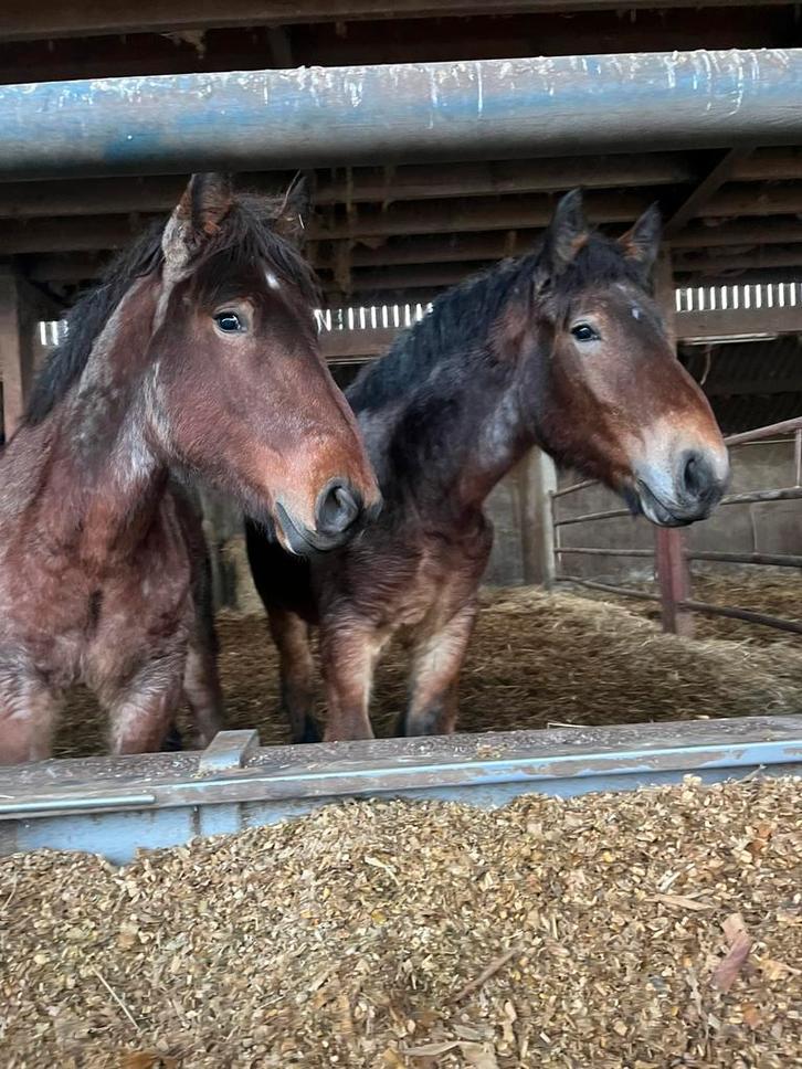 2 belgisch trekpaard hengsten te koop 2024, Dieren en Toebehoren, Paarden