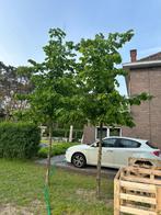 5 x Lindeboom / Tilia Cordata hoogte 5m / hoogstam 20-25, Tuin en Terras, Planten | Bomen, Ophalen, Bolboom, 400 cm of meer