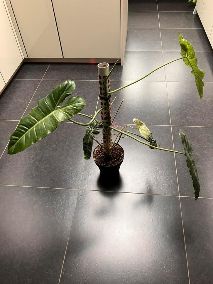Philodendron Paraiso Verde, Huis en Inrichting, Kamerplanten, Ophalen