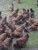 Brahma goudpatrijs jonge  hanen en hennen, Dieren en Toebehoren, Pluimvee, Meerdere dieren, Kip