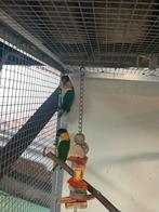 Caique a tête noir, Dieren en Toebehoren, Vogels | Parkieten en Papegaaien