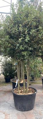 Quercus Ilex meerstam, Tuin en Terras, Planten | Bomen, Ophalen