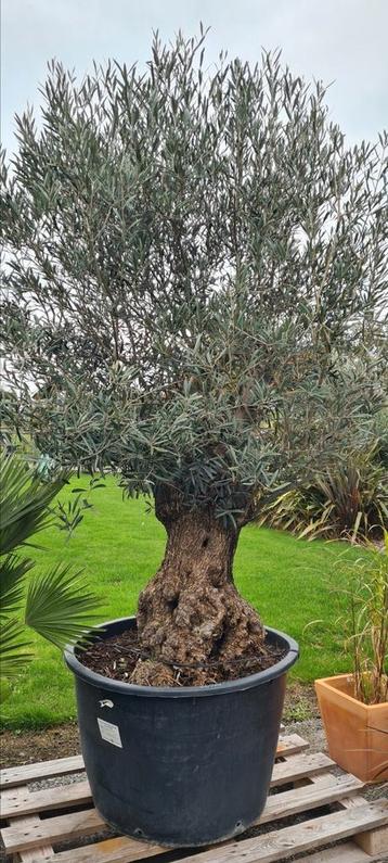 Olijfboom Olea Europaea  beschikbaar voor biedingen