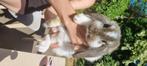 Franse hangoor konijnen, Meerdere dieren, Groot, Hangoor, 0 tot 2 jaar