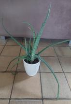 Aloe Vera plante, Maison & Meubles, Plantes d'intérieur, Ombre partielle, Plante verte, Enlèvement, Plante succulente