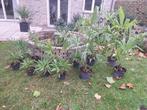 Winterharde palmbomen (Trachycarpus fortunei)., En pot, 100 à 250 cm, Enlèvement, Ombre partielle