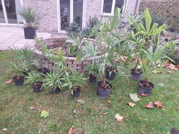 Winterharde palmbomen (Trachycarpus fortunei). beschikbaar voor biedingen