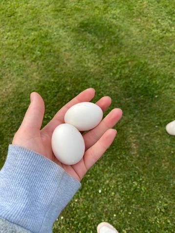 Sebright broedeieren (Raszuiver!) 🐣 beschikbaar voor biedingen