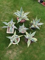 Planten uit te kiezen., Tuin en Terras, Planten | Tuinplanten, Ophalen of Verzenden