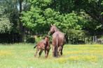 Fokmerrie Aganix du Seigneur x Voltaire, Dieren en Toebehoren, Paarden, Merrie, Met stamboom, Zadelmak, 3 tot 6 jaar