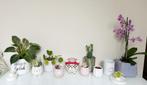 Unieke set deco met plantjes en potjes, Ophalen, Zo goed als nieuw
