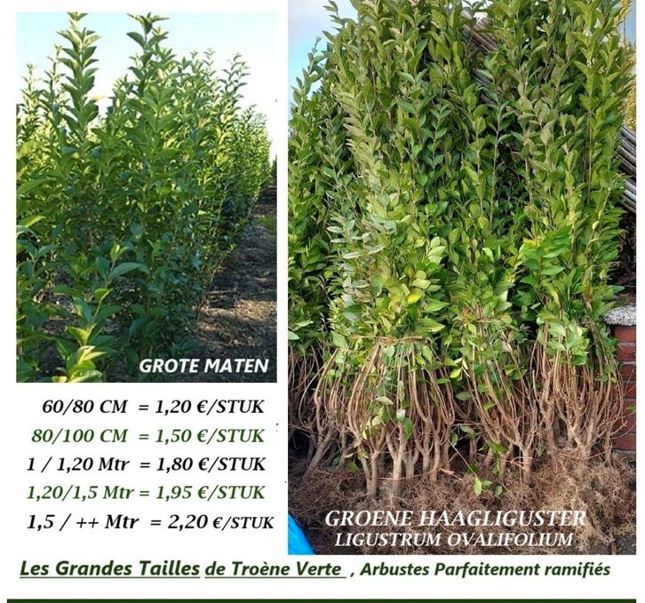 PRACHTIG AANBOD ZEER GROTE GROENE LIGUSTER 1,5/+ mtr = 2,2o€, Tuin en Terras, Planten | Struiken en Hagen, Struik, Liguster, 100 tot 250 cm