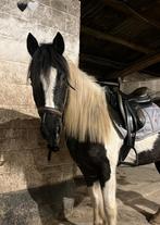 Halve stal D-pony, Merrie, Minder dan 160 cm, Recreatiepaard, 11 jaar of ouder
