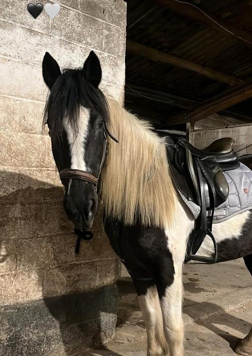 Halve stal D-pony, Dieren en Toebehoren, Paarden, Merrie, Minder dan 160 cm, 11 jaar of ouder, Recreatiepaard