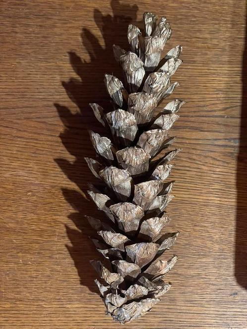 Lange dennenappels, Huis en Inrichting, Woonaccessoires | Kunstplanten en Kunstbloemen, Nieuw, Ophalen of Verzenden