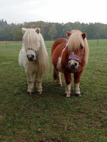 Shetland merrie 🩷 beschikbaar voor biedingen