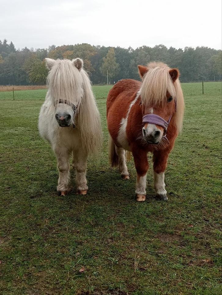 Shetland merrie 🩷, Dieren en Toebehoren, Pony's, Merrie, A pony (tot 1.17m), 11 jaar of ouder, Gechipt, Ontwormd