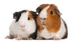 cavia cavia's in vele kleuren beertjes en zeugjes