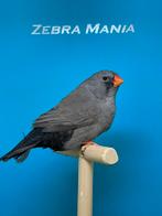 Grote charcoal zebravink pop, Dieren en Toebehoren, Vrouwelijk, Tropenvogel, Geringd