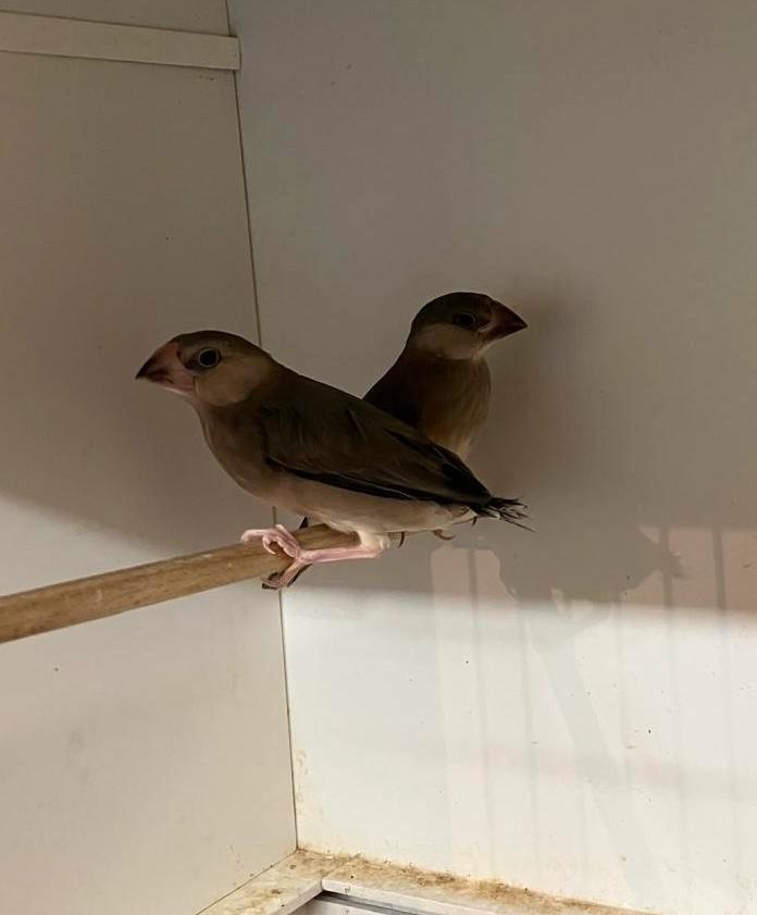 2 wildkleur rijstvogels split bruin pastel, Animaux & Accessoires, Oiseaux | Oiseaux Autre