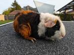 Us teddy beertjes en zeugjes, Dieren en Toebehoren, Knaagdieren, Juni, Meerdere dieren, Cavia