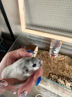 Handtamme hamster met toebehoren, Animaux & Accessoires, Rongeurs, Hamster, Mâle
