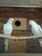 Couple reproducteur de perruches à collier albinos 18/21, Plusieurs animaux, Perruche, Bagué