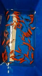 Goudvissen 5-15cm, Dieren en Toebehoren, Goudvis(sen)