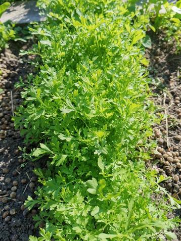 20 zaden Lepidium sativum - pittig blaadje voor in uw salade beschikbaar voor biedingen