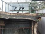 Witnekraven, Dieren en Toebehoren, Vogels | Overige Vogels, Roofvogel