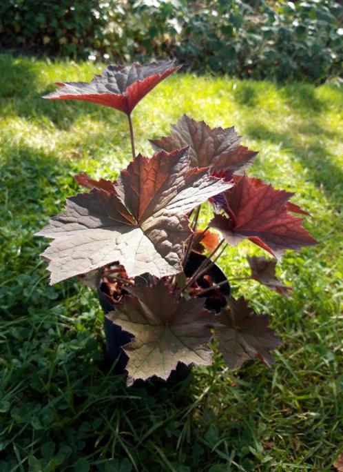 Purperklokje, Tuin en Terras, Planten | Tuinplanten, Vaste plant, Halfschaduw, Zomer, Ophalen