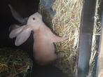 Jonge vleeskonijnen te koop, Dieren en Toebehoren, Meerdere dieren, Groot, 0 tot 2 jaar