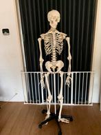 Anatomisch skelet 180 cm, Diversen, Ophalen