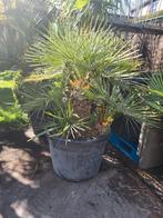 chamaerops cerifera, hoofdstam rond 50cm, totaal 90/100, Ophalen of Verzenden