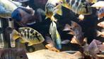 Nimbochromis Venustus cichlide, Dieren en Toebehoren