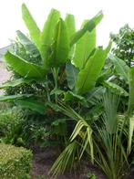 Musa sp. tibet (winterhard- zeldzaam), Ophalen, Vaste plant, Overige soorten, Volle zon