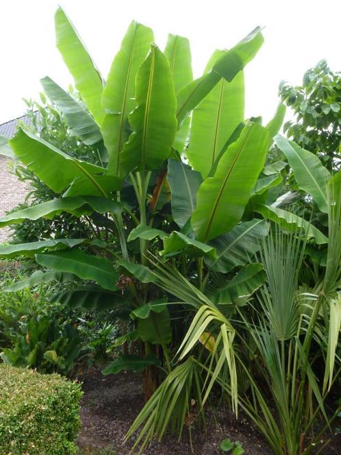 Musa sp. tibet (winterhard- zeldzaam), Tuin en Terras, Planten | Tuinplanten, Vaste plant, Overige soorten, Volle zon, Ophalen