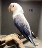 Fischerie opaline blauwe euwing ( 5/2025), Geslacht onbekend, Dwergpapegaai of Agapornis, Geringd