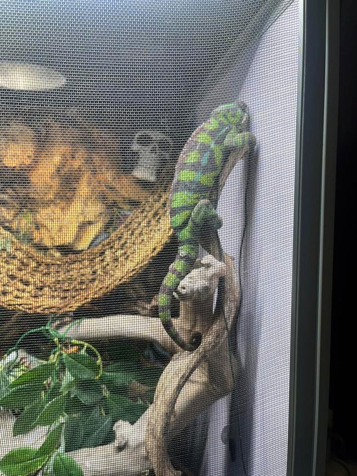 Complete setup met dure decoratie er in, Dieren en Toebehoren, Reptielen en Amfibieën, Tam