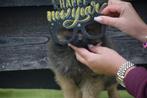 Dwergkees pups,spitz nain,pomeriaan,pomeranian,keeshond, België, Keeshond, 15 weken tot 1 jaar, CDV (hondenziekte)