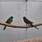 Roodruggen, Dieren en Toebehoren, Meerdere dieren, Parkiet, Geringd