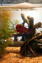 Betta mannetje, Vis, Zoetwatervis