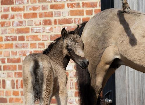 Amerikaanse Miniatuur paardjes  AMHA AMHR BMP NMPRS, Dieren en Toebehoren, Pony's, Meerdere dieren, Met stamboom, Gechipt, Ontwormd