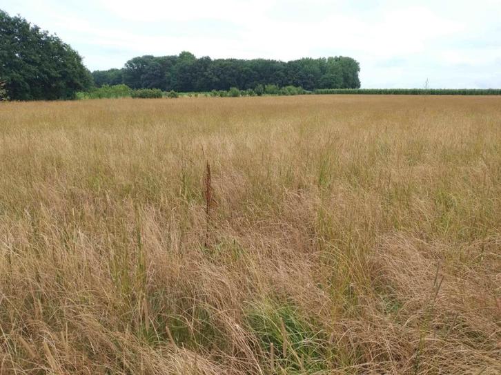 Gezocht: Grasland, weiland om te pachten/huren, Immo, Gronden en Bouwgronden