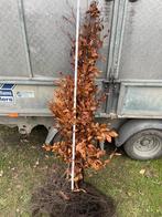 63 rode beuk haag Fagus sylvatica ‘Atropurpurea’ hoogte 150, Tuin en Terras, Ophalen